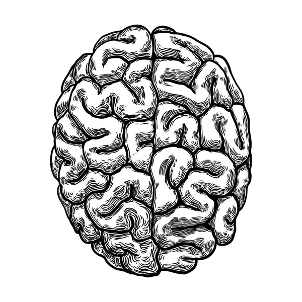 彫刻の手には、左と右半球脳が描画されます。トップ ビュー — ストックベクタ