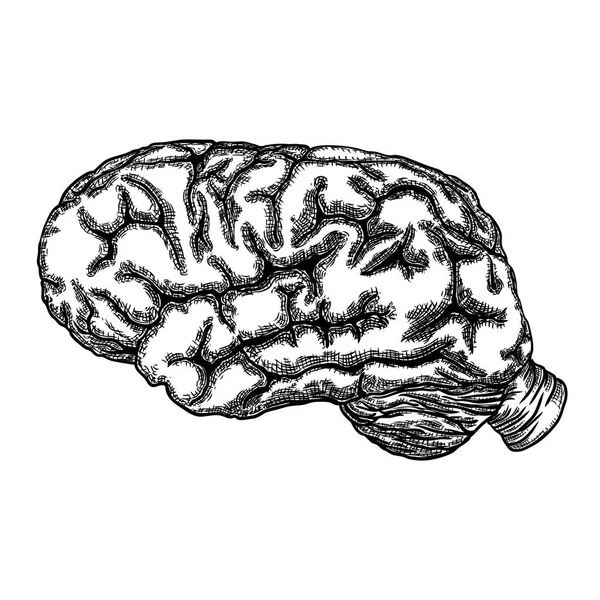 Illustration dessinée à la main d'un cerveau humain à l'encre blanche noire. Végétaux — Image vectorielle