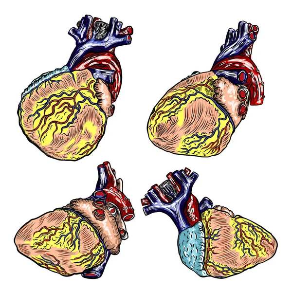 Conjunto de coração humano realista. Desenho de mão estilo vintage. Cartoo. —  Vetores de Stock