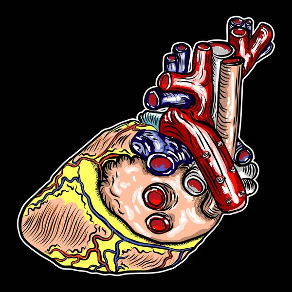 Corazón humano realista. Dibujo a mano estilo vintage. Dibujos animados fl — Archivo Imágenes Vectoriales