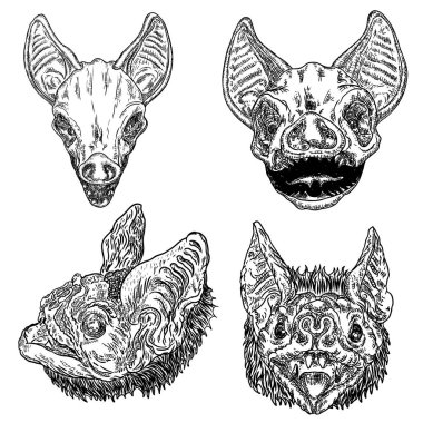 Yarasa başkanları veya Yüzler, büyü sihir, gizli öznitelikler kümesi 