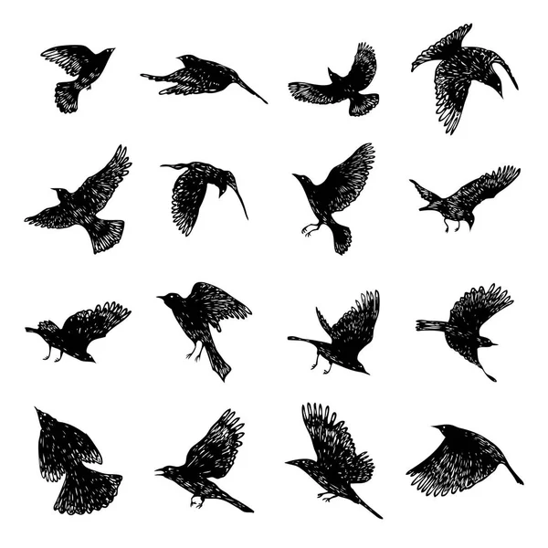 Conjunto de pássaros corvos pretos, corvos desenhados à mão rebanho. Desenho esboço — Vetor de Stock