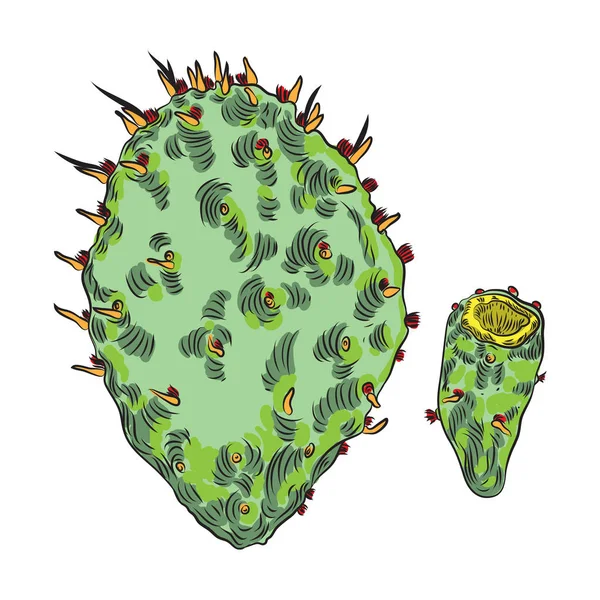 Heldere levendige cactussen cactus of exotische woestijn planten sappig. — Stockvector