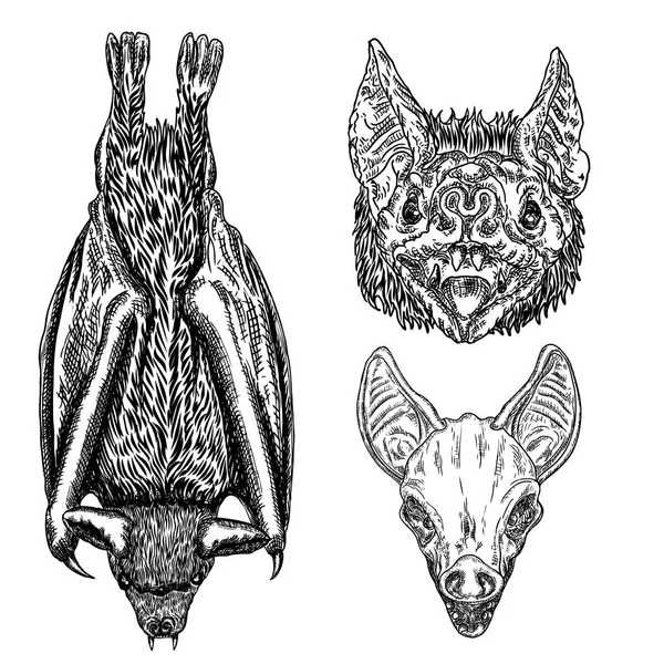 Bat desenhando de cabeça para baixo. Ilustração gótica de monstros —  Vetores de Stock