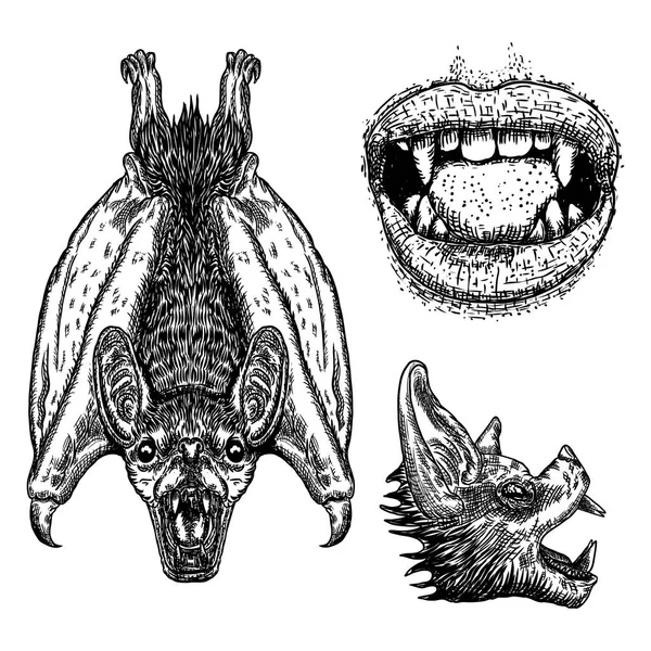 Set van vleermuizen. Met de vleugels, hoofd of gezicht, mond menselijke vampier vleermuis, — Stockvector