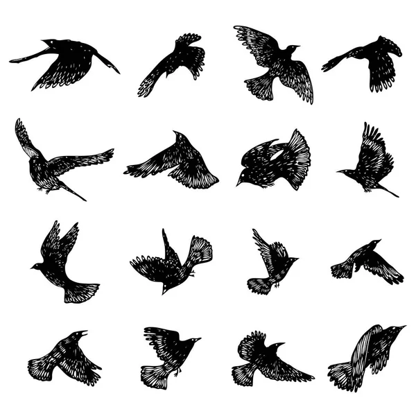 Conjunto de aves acuden. Cuervos voladores pájaros. Dibujo manual. Vector . — Vector de stock