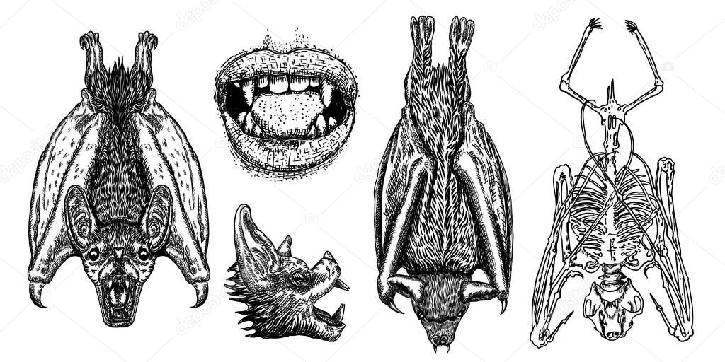 Bat drawing upside down. Gothic illustration of monsters 