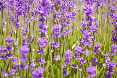 Lavantalar çiçekler. Ontario, Kanada, Prens Edward Country.