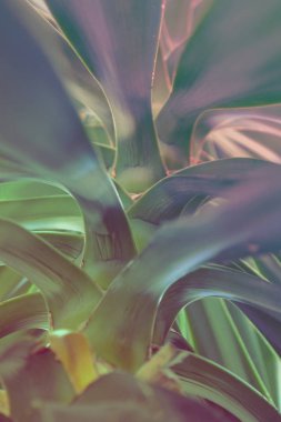 Trendy çift tonlu degrade neon kaktüs fabrikayı kapatmak arka plan.