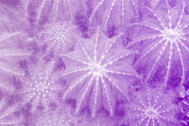 Kaktüs fabrikayı kapatmak vibr duo mor mavi degrade tonda içinde