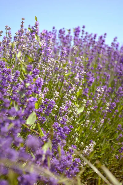 Lavenders flowers. Ontario, Canada, Prince Edward Country. — Stock Photo, Image