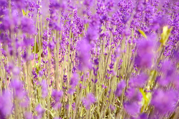 Lavenders flowers. Ontario, Canada, Prince Edward Country. — Stock Photo, Image