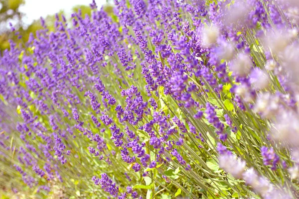 Lavendelblüten. ontario, kanada, fürst edward land. — Stockfoto