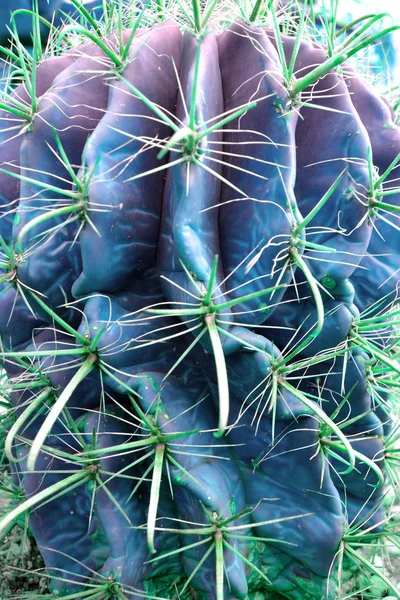 Модный двойной тоновый градиент неоновый кактус растение вблизи фона . — стоковое фото