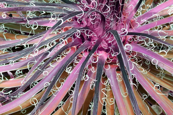 La plante de cactus se referme. Concept fashion art. Surréalisme minimal . — Photo