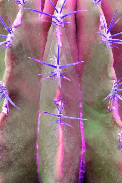 Рослина кактуса крупним планом в дуеті синьо-рожевий градієнтний тон в — стокове фото