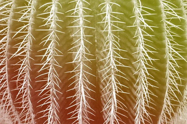 Trendi kéttónusú színátmenet neon kaktusz növény közelről háttér. — Stock Fotó