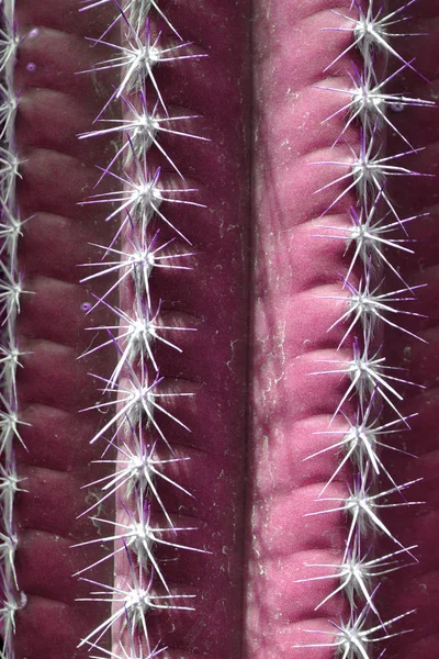 Design di moda cactus in colore cultura zine. Chiudi la st minima — Foto Stock
