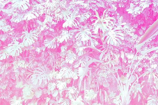 Tropische Blätter Laub Pflanze Strauch Blumenarrangements Natur zin — Stockfoto