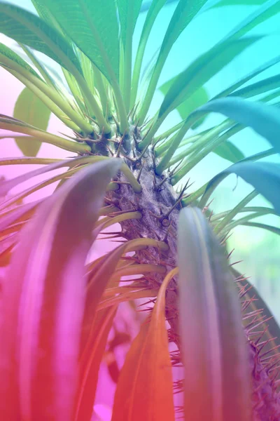 Trendige zweifarbige Gradienten Neon Kaktus Pflanze Nahaufnahme Hintergrund. — Stockfoto