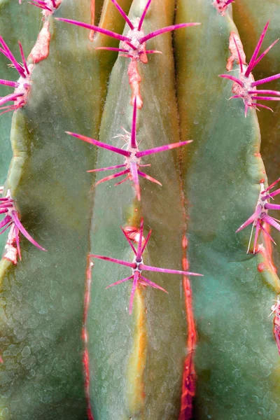 Cactus design de moda na cor da cultura zine. Fechar st mínimo — Fotografia de Stock