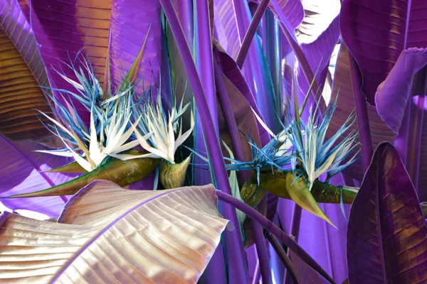 Pianta esotica foglie di palma da vicino in duo viola sfumatura blu — Foto Stock