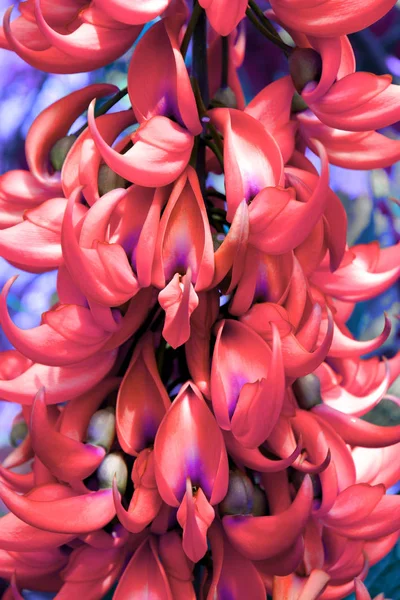 Exotic flower plant. Jade Vine Flower. Close up in duo  coral re