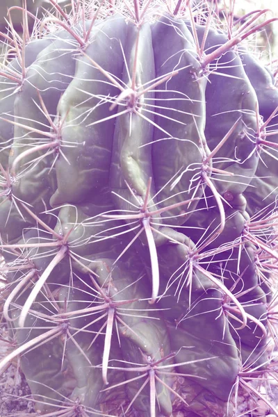 Рослина кактуса крупним планом в дуетному синьому градієнтному тоні у вібрації — стокове фото