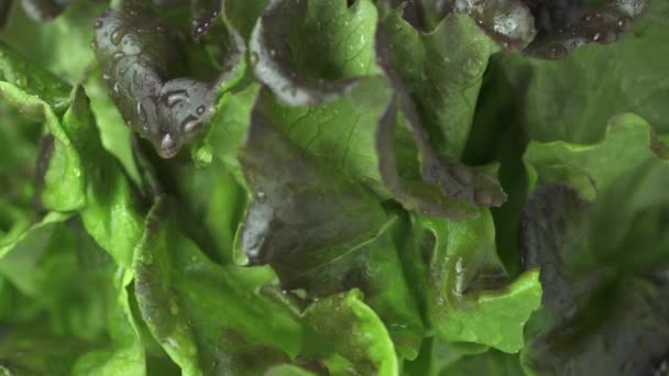 Green Lettuce Red Bronze Fresh Crispy Leaf Salad Slowly Moving — Stock Video