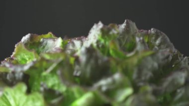 Yeşil marul lahana odak ile önden arkaya doğru kaydırın. Hydroponics çiftlik sistemi kavramı. Organik sebze salatası, gıda ve tarım kaynak geri dönüşüm. 4k taraftan. Yavaş çekim dönüşü. 