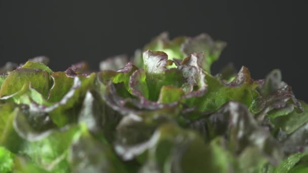 Rotação Lenta Alface Verde Com Salada Folha Crocante Fresca Vermelha — Vídeo de Stock