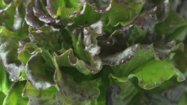 Islak marul yeşili, kırmızı, bronz taze çıtır yaprak salatası. Yıkanmış ve yavaşça dönüyor. Kenardan 4k ekstrem makro. Batavia, Fransız ya da Meşe Yaprağı Lahanası, uhd