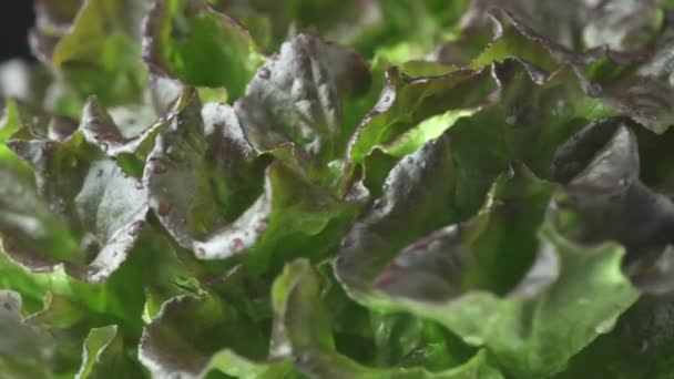 Wet Lettuce Green Red Bronze Fresh Crispy Leaf Salad Sprayed — Stock Video