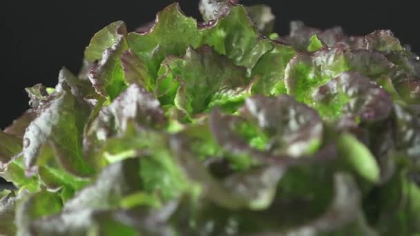Natte Sla Groen Rood Brons Fris Krokant Blad Salade Bespoten — Stockvideo