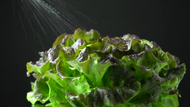 Sla Groen Rood Brons Verse Knapperige Blad Salade Spray Gewassen — Stockvideo