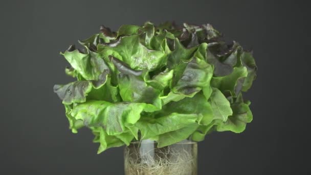 Green Lettuce Cabbage Roots Cup Hydroponics Farm System Concept Organic — Stock Video