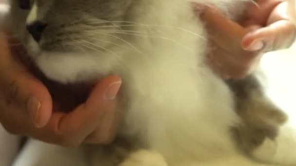 Femme massant et jouant avec son beau poil semi-long doux manteau soyeux ragdoll race chat. Drôle visage de chat mignon regardant la caméra. 4k Uhd .