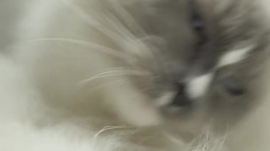 Güzel uzun saç yumuşak ipeksi ceket ragdoll kedi temizlik ve yatak odasında beyaz kabarık battaniye üzerinde pençeleri ve kürk yalama, uyumaya hazırlanıyor. Kendini tımar eden kedinin aşırı yakını. 4k uhd