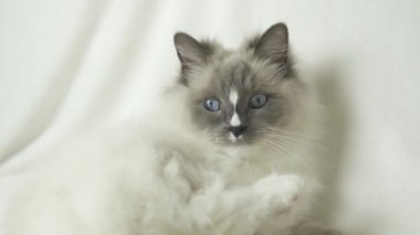 Güzel uzun saç yumuşak ipeksi ceket ragdoll kedi temizlik ve yatakta beyaz kabarık battaniye üzerinde pençeleri ve kürk yalama, uyumaya hazırlanıyor. Kendini tımar eden kedinin aşırı yakını. 4k uhd. 