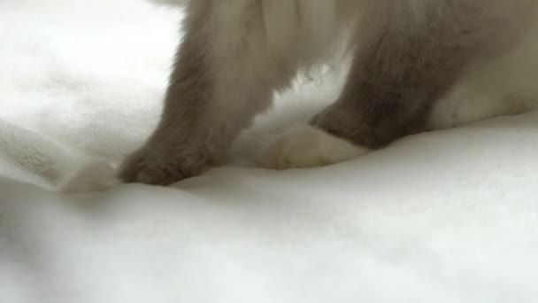 ふわふわの毛布を練る猫 かわいい足で非常にファジーラグドール品種猫は ネスティングと睡眠のための喜びで彼の白い毛布をマッサージします クローズアップ Uhd — ストック動画