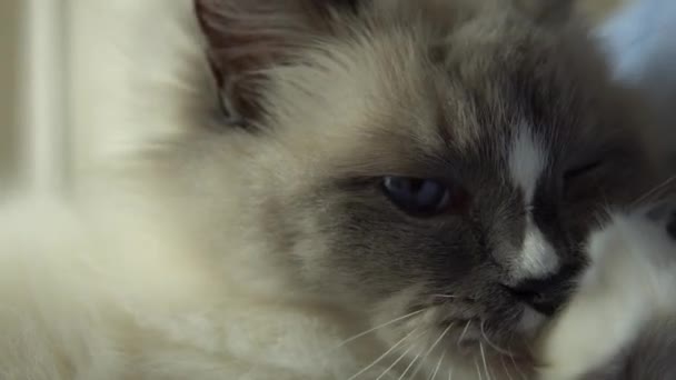 Belle poupée aux cheveux longs chat couché au lit et fuyant ses pattes et profitant tout en nichant pour un sommeil confortable. Un animal de compagnie. Extrême gros plan de taille de chat ou de toilettage lui-même. 4k uhd .