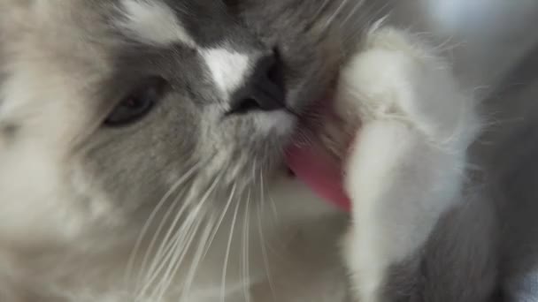 Güzel Uzun Saç Ragdoll Kedi Yatakta Yatan Onun Pençeleri Sızdıran — Stok video