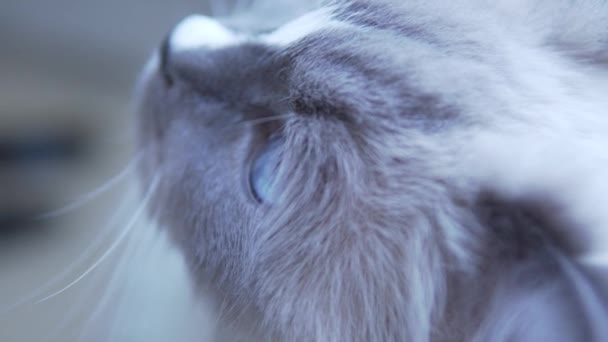 Junge Gesunde Und Aktive Katze Mit Großen Blauen Augen Die — Stockvideo