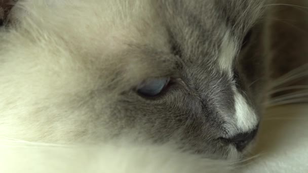 Bonito Branco Fuzzy Ragdoll Gato Deitado Cama Sobre Cobertor Animal — Vídeo de Stock