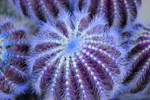 Pianta di cactus da vicino in duo viola blu rosa sfumatura tono in — Foto Stock