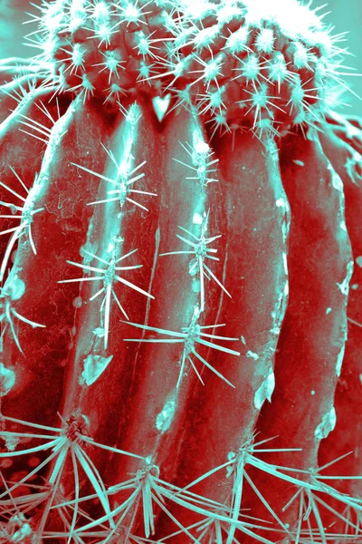 Cactus plant close-up in duo paars blauw roze kleurovergang Toon in — Stockfoto