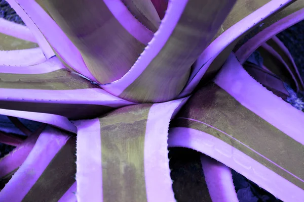 サボテンの植物をクローズ アップでデュオ紫青ピンク グラデーションのトーンで — ストック写真