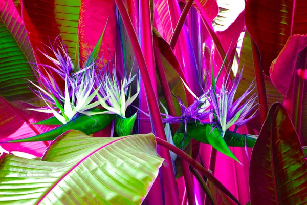Planta exótica hojas de palma de cerca en dúo gradiente azul púrpura —  Fotos de Stock