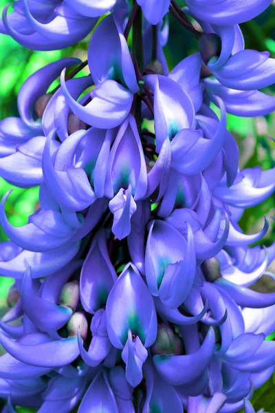 Exotic flower plant. Jade Vine Flower. Close up in violet blue