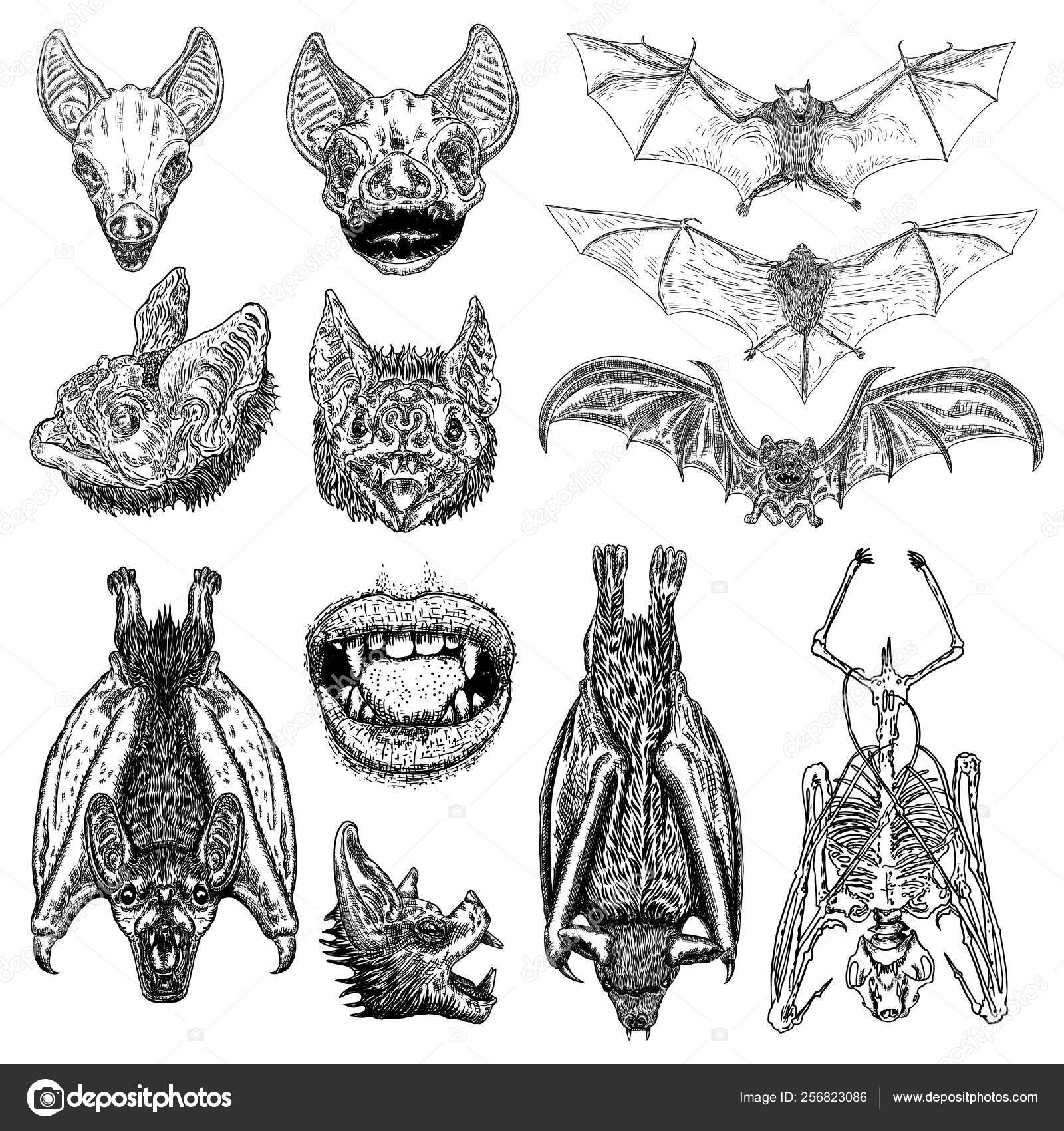 Bat Skeleton Drawing